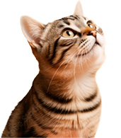 Acceso inmediato al ritmo cardíaco