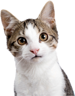 Agiliza el chequeo cardíaco