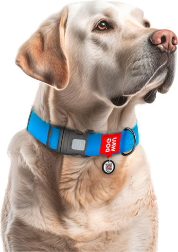 Collar impermeable WAUDOG de perro 